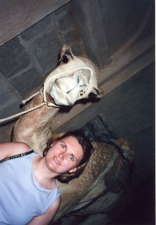 Surprisingly, that's not even a real camel (although I assume that it might have been at some point).